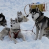 Formation chien de traineaux-chien d'attelage-chiens-chiot-neige